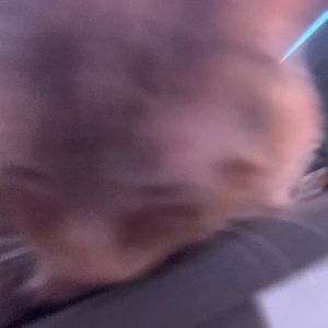 Meet your Posher, Benjamin